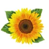 Madd Capp I Am Sunflower Jigsaw Puzzle