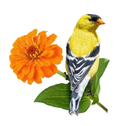 Madd Capp I Am Goldfinch Jigsaw Puzzle