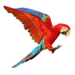 Madd Capp I Am Parrot Jigsaw Puzzle