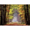 Educa Fall Walkway Jigsaw Puzzle